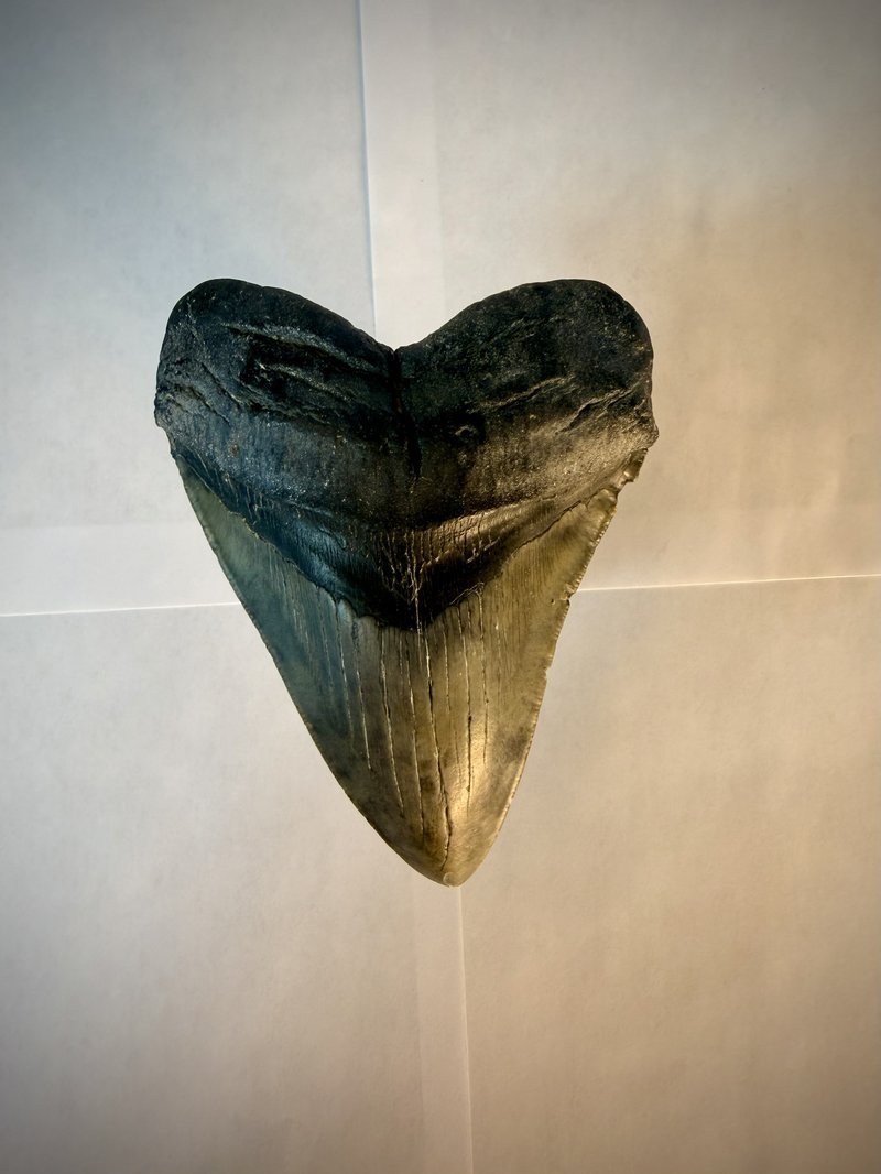 A genuine fossilized megalodon shark tooth photographed on a plain background
